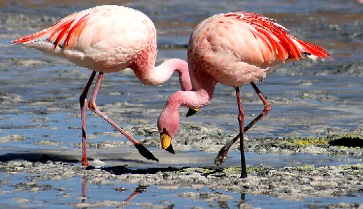 Flamingos